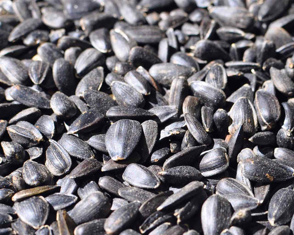sun flower seeds for sale Black Oil Sunflower Seed – Wild Bird Chalet