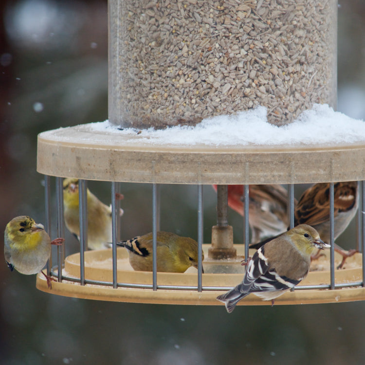 Feeders & Accessories