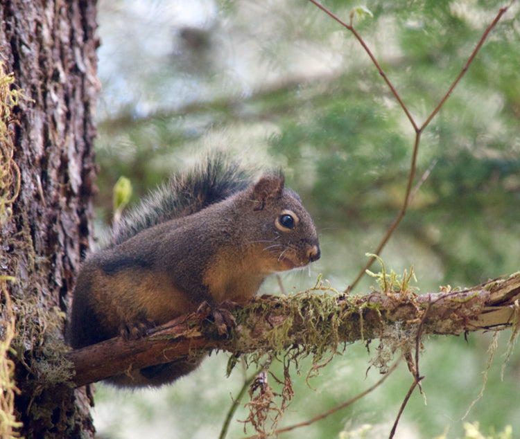 Wild Animals & Insects