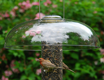Dome Protective-Slot Top