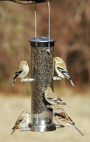 Nyjer Feeder Quick Clean