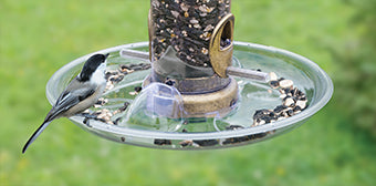 Tray For Seed Tube Feeders