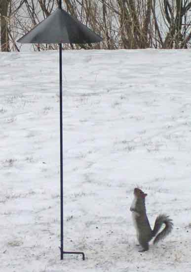 Squirrel Baffle Black Cone