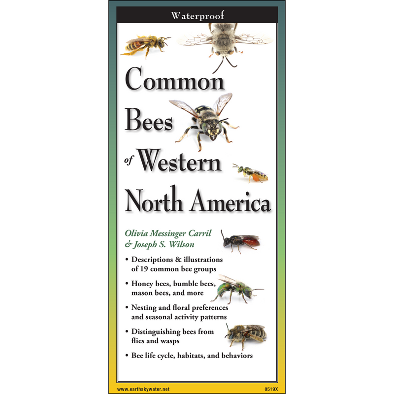 Bee Identification Ultimate Guide: 7 Most Common Types