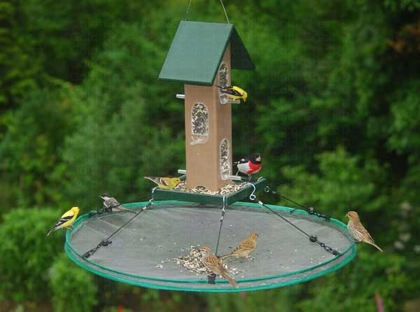 Seed Hoop
