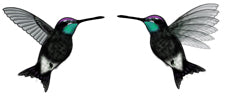 Earrings Jabebo