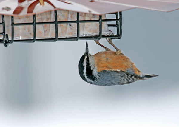 Upside Down Suet Feeder
